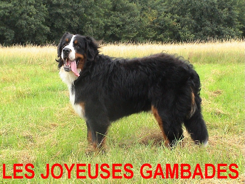 Basile Des joyeuses gambades