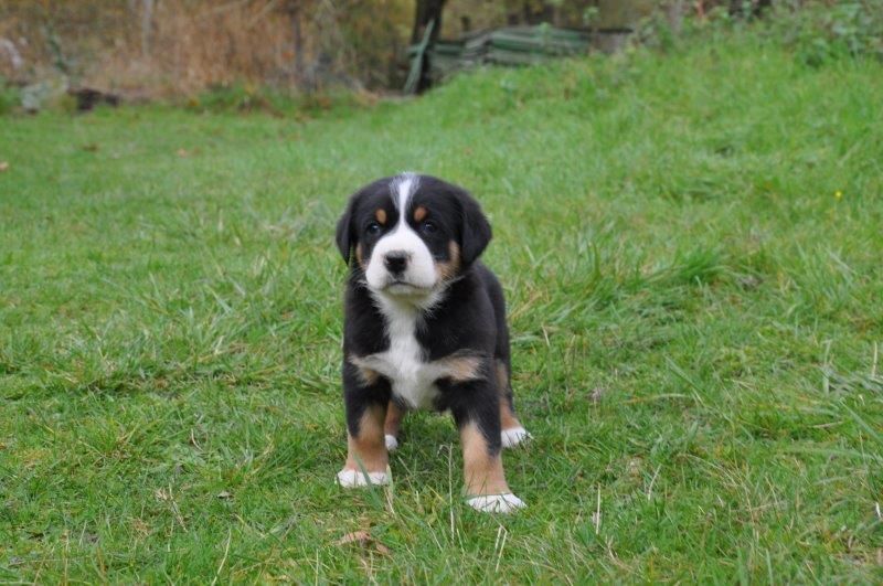 Naissances aux Joyeuses Gambades 