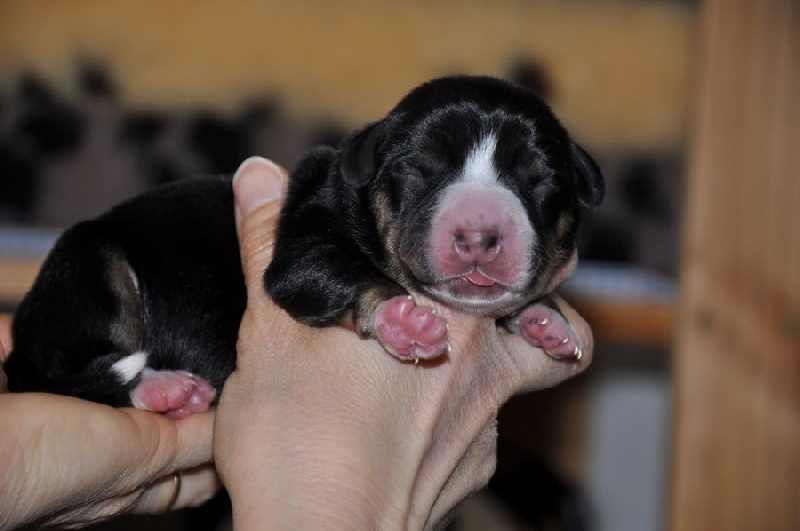 Des Joyeuses Gambades - Chiots disponibles - Bouvier de l'Entlebuch