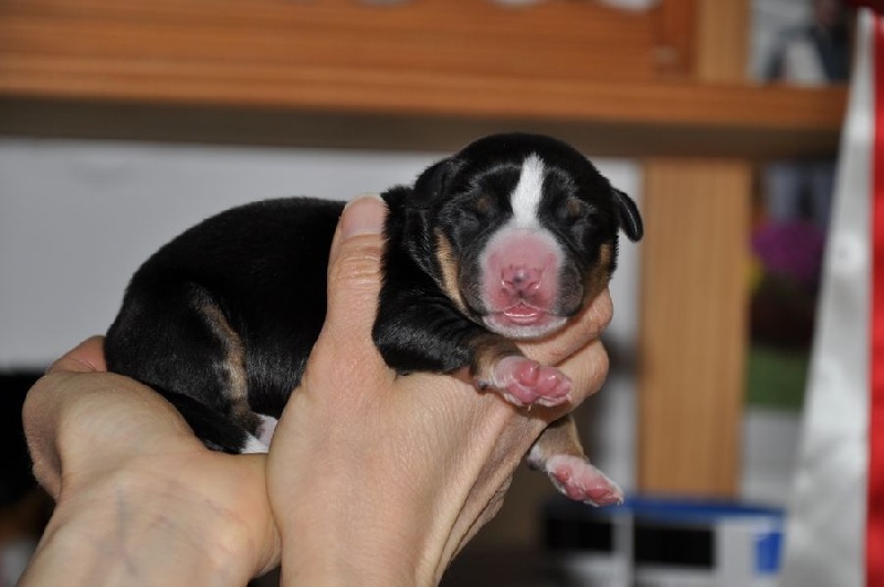 Des Joyeuses Gambades - Chiots disponibles - Bouvier de l'Entlebuch