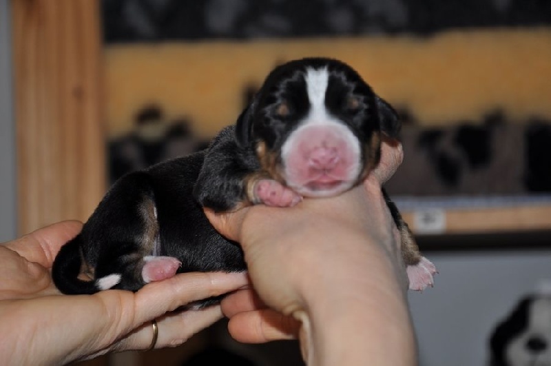 Des Joyeuses Gambades - Chiots disponibles - Bouvier de l'Entlebuch